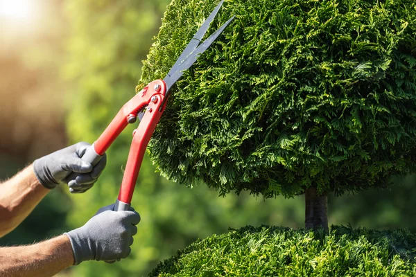 Shrubs and Hedges